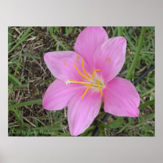 St. Croix Flower Poster (Front)
