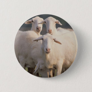 St. Croix sheep 6 Cm Round Badge