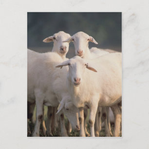 St. Croix sheep Postcard