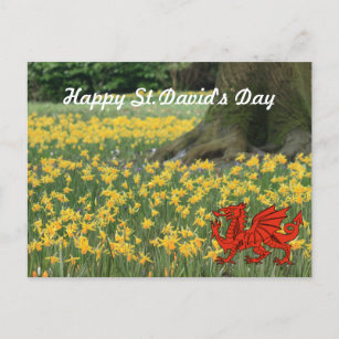 St. David's Day Daffodils Postcard