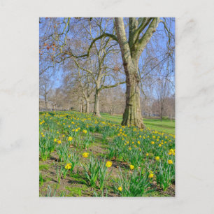 St James's Park London UK Postcard