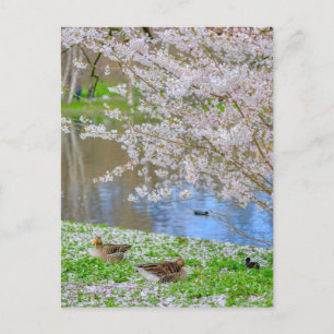 St James's Park London UK Postcard