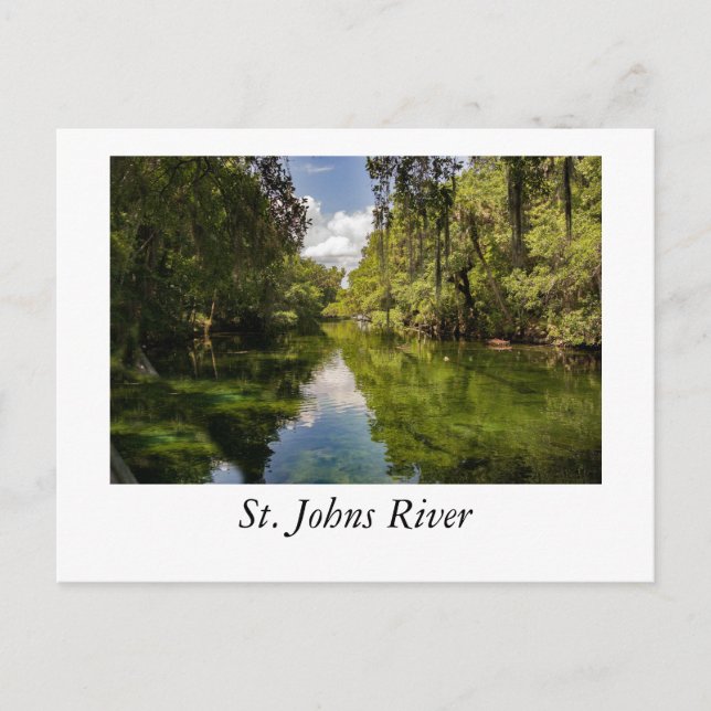 St. Johns River Postcard (Front)