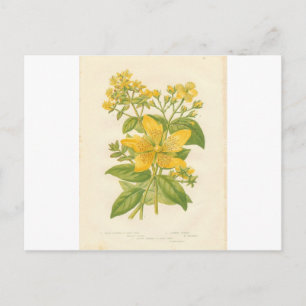 St. John's Wort, Botanical Flower Print Postcard