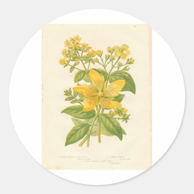 St. John's Wort, Botanical Flower Print Sticker (Front)
