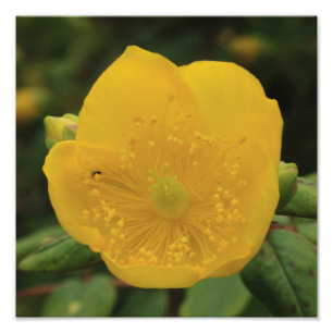 St John's Wort Flower Photo Print