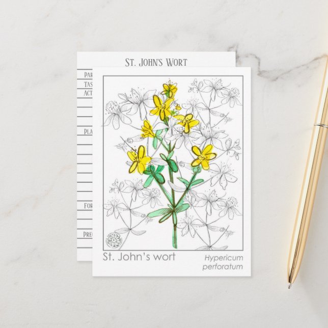 St. John's Wort Herb Materia Medica Cards Herbal (Front/Back In Situ)
