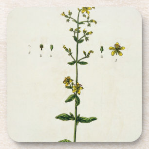 St. John's Wort, plate 15 from 'A Curious Herbal', Coaster