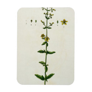 St. John's Wort, plate 15 from 'A Curious Herbal', Magnet