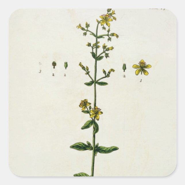 St. John's Wort, plate 15 from 'A Curious Herbal', Square Sticker (Front)