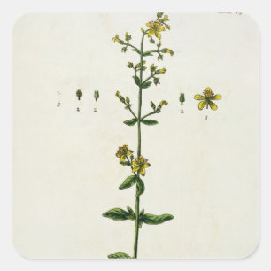 St. John's Wort, plate 15 from 'A Curious Herbal', Square Sticker