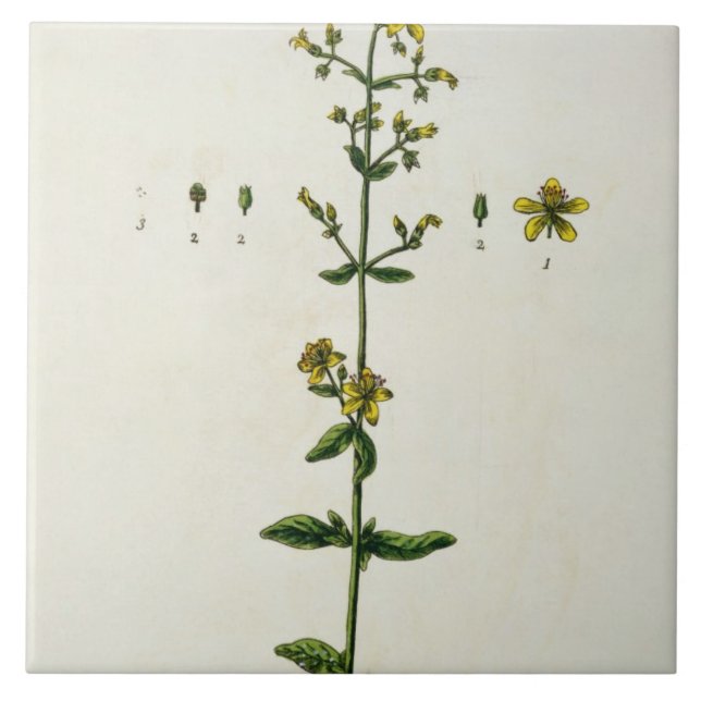 St. John's Wort, plate 15 from 'A Curious Herbal', Tile (Front)