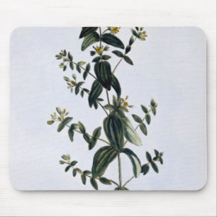 St. John's Wort, plate 62, from 'Collection Precie Mouse Mat