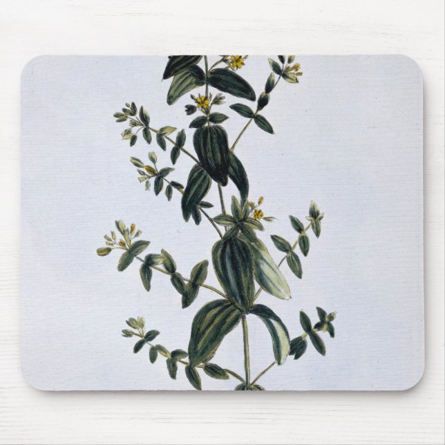St. John's Wort, plate 62, from 'Collection Precie Mouse Mat (Front)
