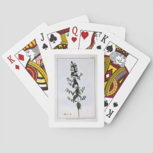 St. John's Wort, plate 62, from 'Collection Precie Playing Cards