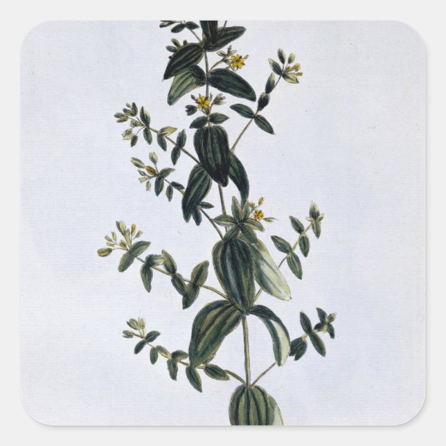 St. John's Wort, plate 62, from 'Collection Precie Square Sticker (Front)