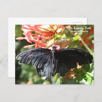St. Louis Zoo Butterfly Postcard
