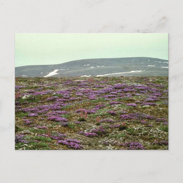 St. Matthew Island, Blackish (or Purple) Oxytrope Postcard (Front)