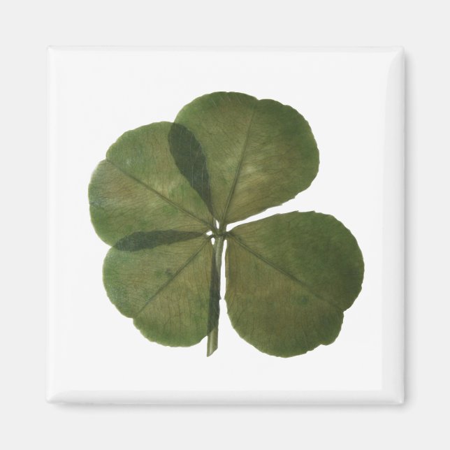 St Patrick Real 4 Leaf Clover Get Lucky Magnet (Front)