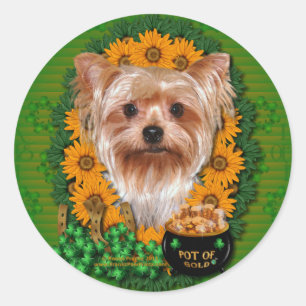 St Patricks - Pot of Gold - Yorkshire Terrier Classic Round Sticker