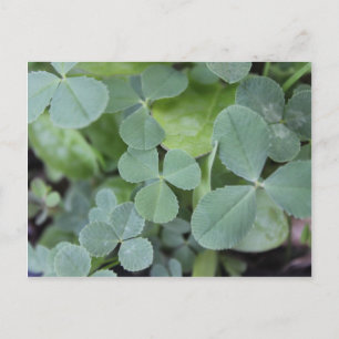 St Pattys Day Clover Mix Postcard