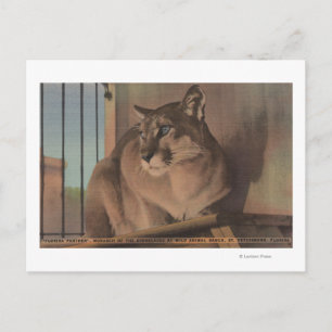 St. Petersburg, Florida - Picture Of Florida Postcard