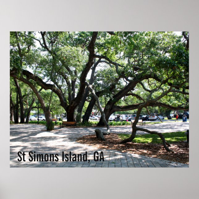 St Simons GA Wandering Oak Photo Poster (Front)