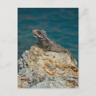 St. Thomas , Iguana Postcard