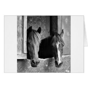 Stable mates