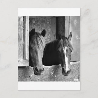 Stable mates postcard