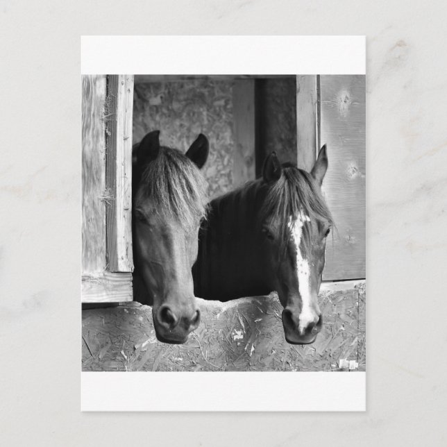 Stable mates postcard (Front)