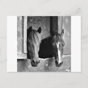 Stable mates postcard