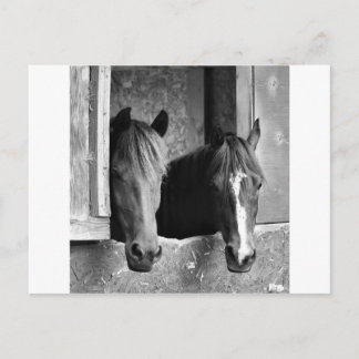 Stable mates postcard