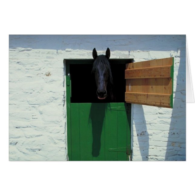 Stabled Horse with French Door (Front Horizontal)