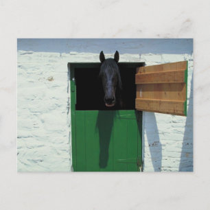 Stabled Horse with French Door Postcard
