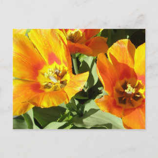 Stacey's Floral Design's Postcard
