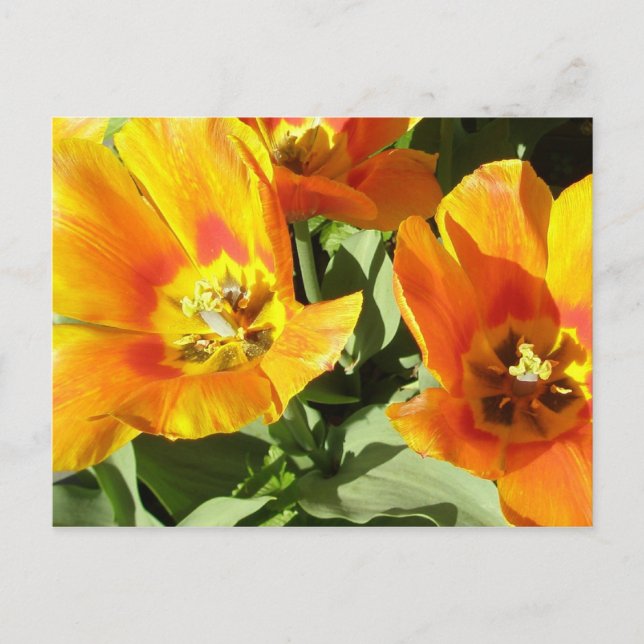 Stacey's Floral Design's Postcard (Front)