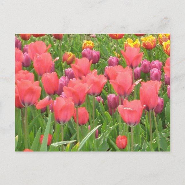 Stacey's Floral Design's Postcard (Front)