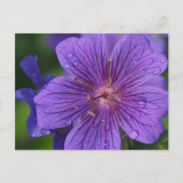 Stacey's Floral Design's Postcard (Front)