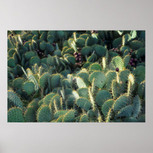 Stachelige Kakteen Poster