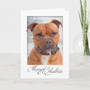 Staffie Christmas Card