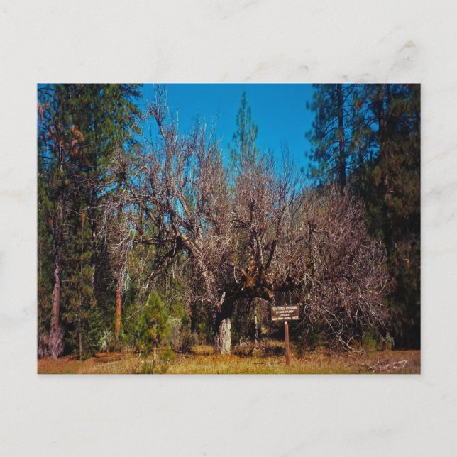 Stafford Crossing..... Postcard (Front)