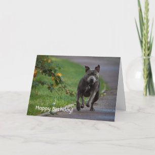 Staffordshire Bull Terrier Card