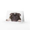 Staffordshire bull terrier Card R001