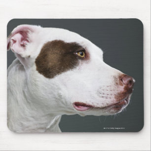 Staffordshire bull terrier, close-up mouse mat