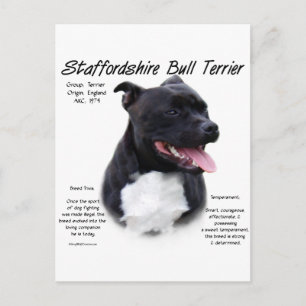 Staffordshire Bull Terrier History Design Postcard
