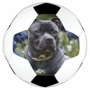 Staffordshire Bull Terrier In Blue Rose Garden, Football