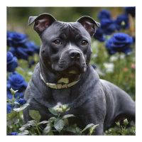 Staffordshire Bull Terrier In Blue Rose Garden,