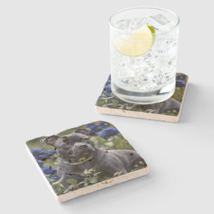 Staffordshire Bull Terrier In Blue Rose Garden, Stone Coaster