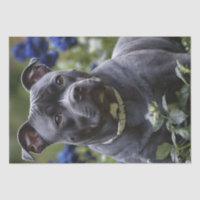 Staffordshire Bull Terrier In Blue Rose Garden,